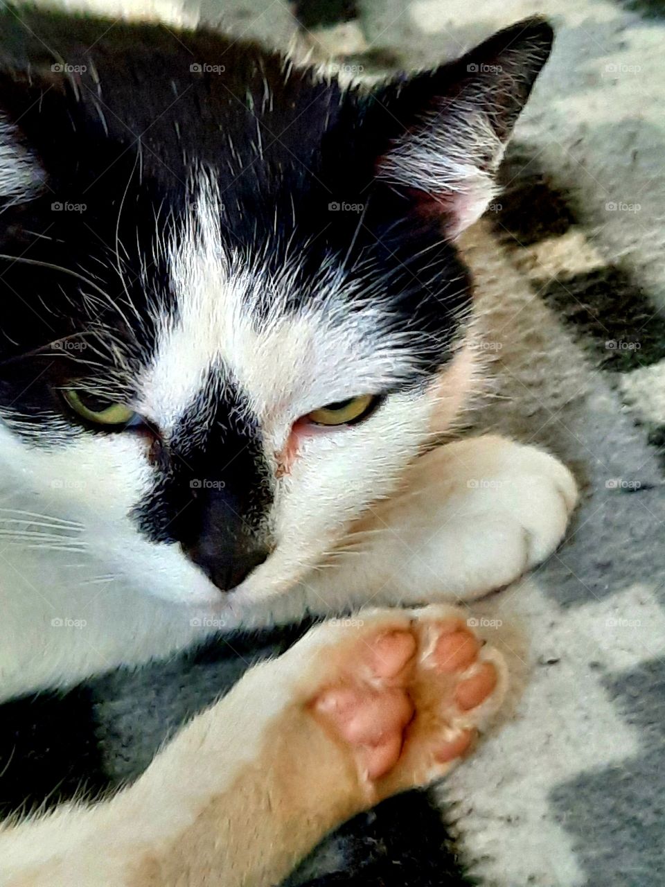 close-up of a black & white cat lying on a sofa after cleaning