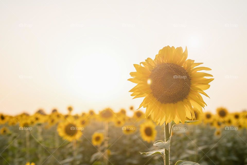 sunflower