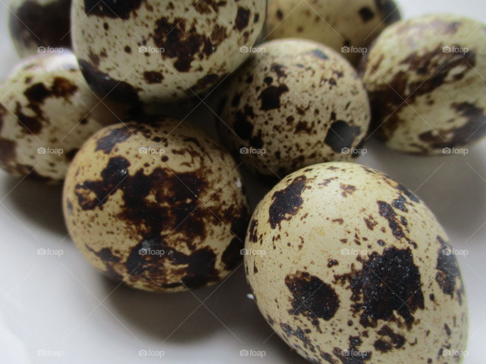 egg of quail