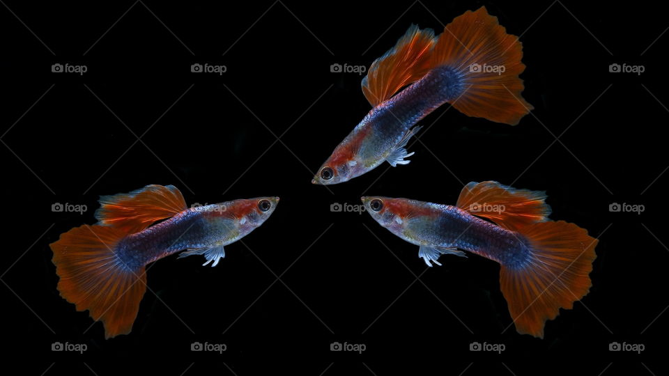 three guppies