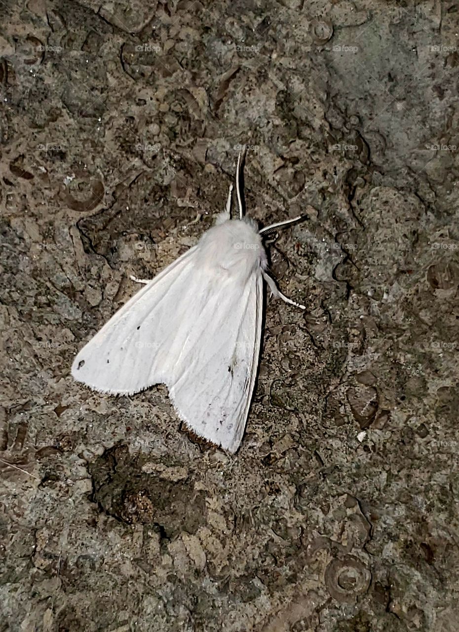 white moth