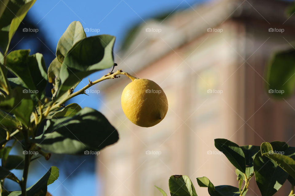 sicilian lemon tree - vatican museum gardens