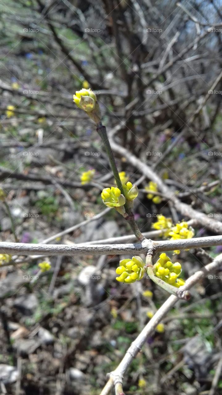 Spring time little yellow flowers.