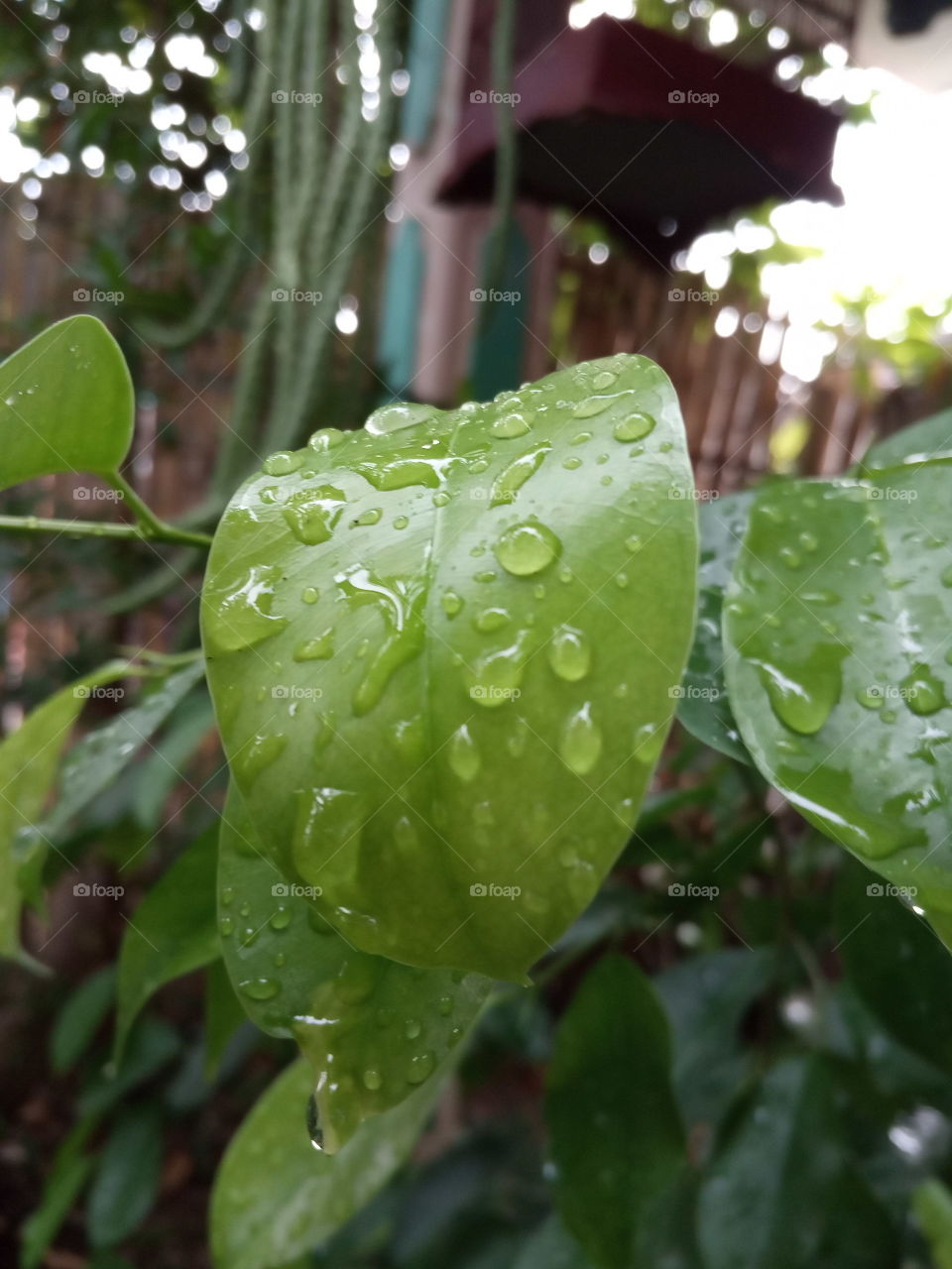 After Rain