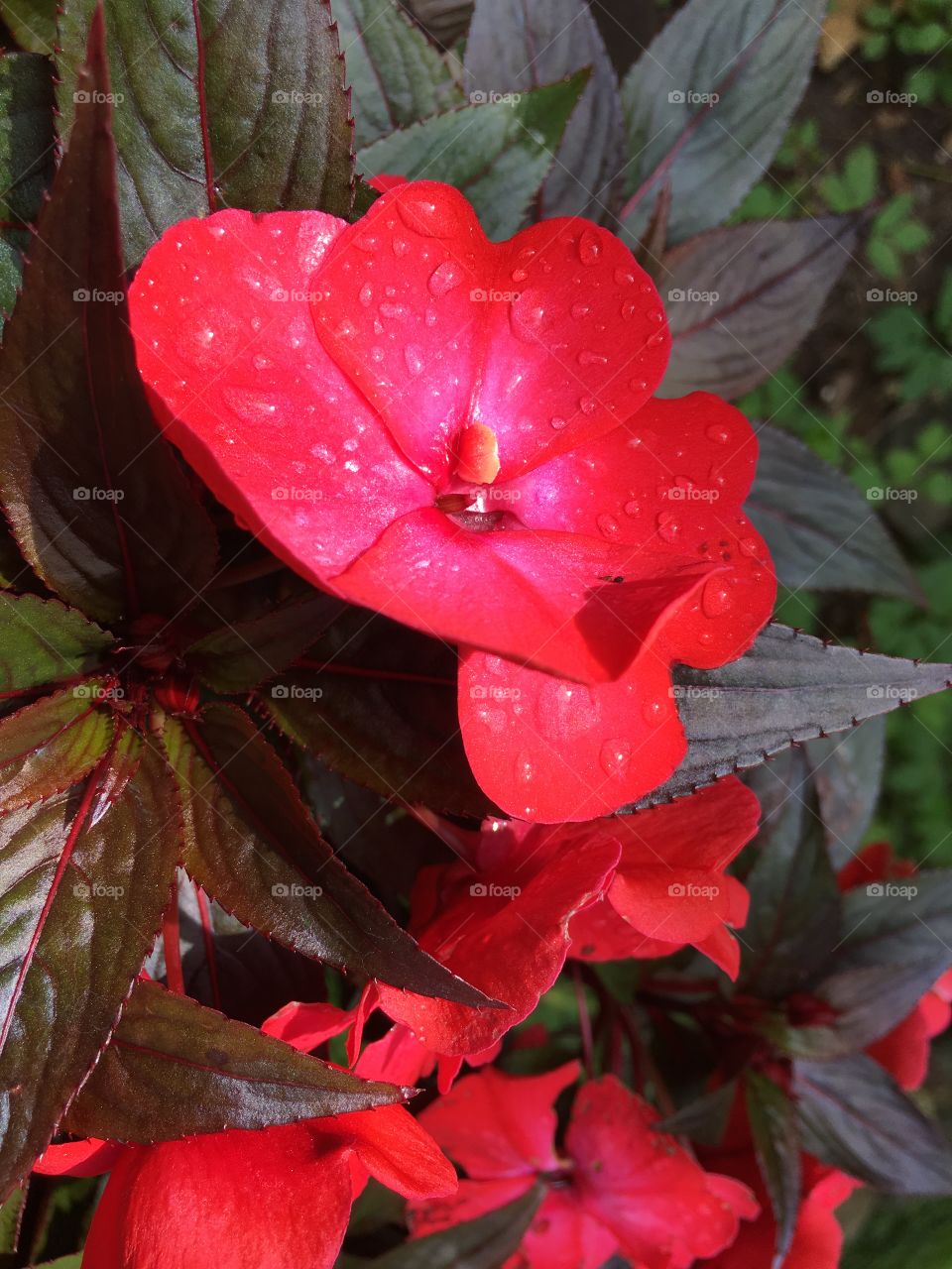 Raindrops on impatiens