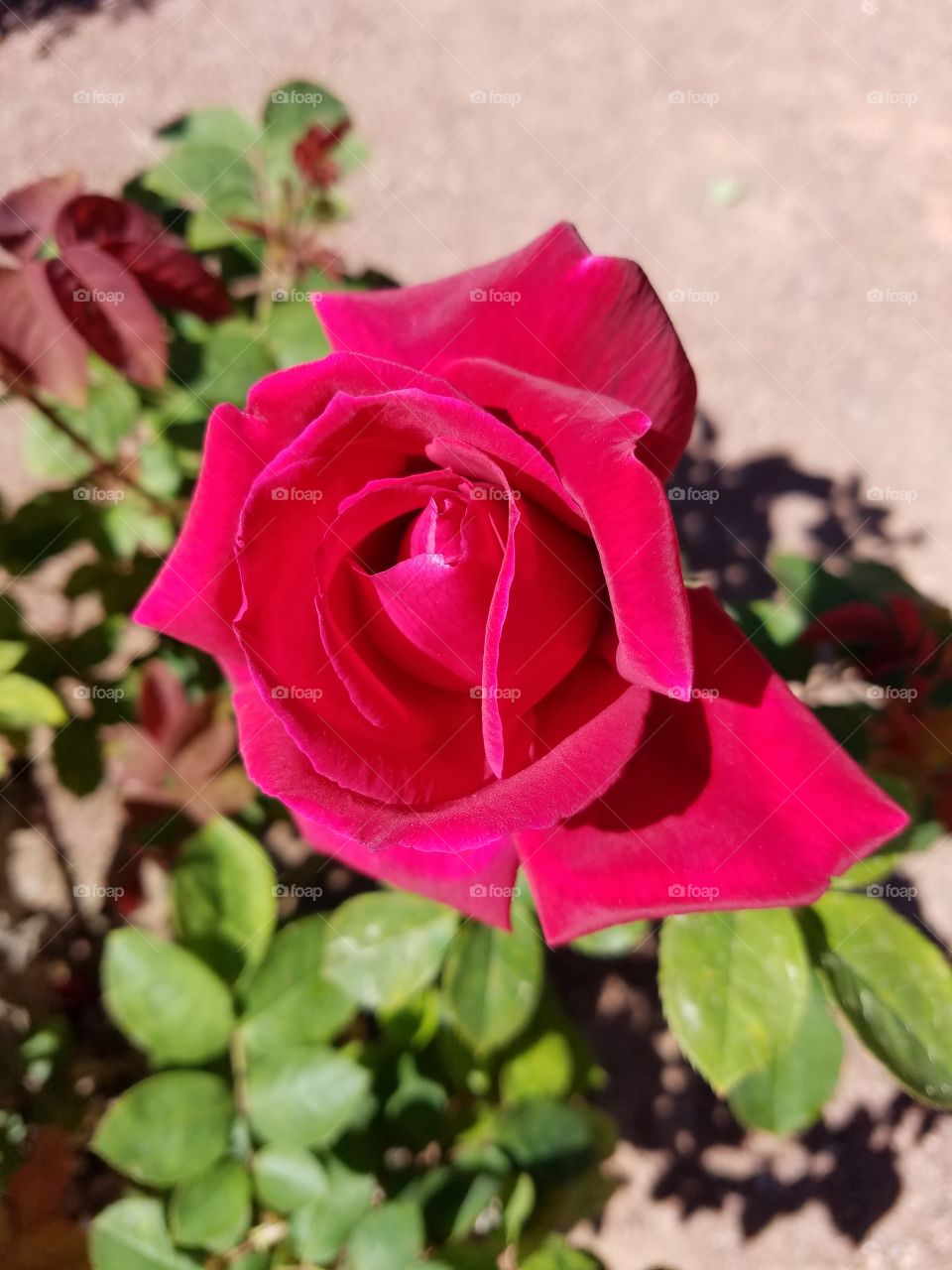 Red rose