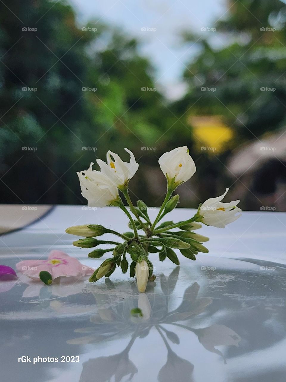 rising spring buds _ Susumba