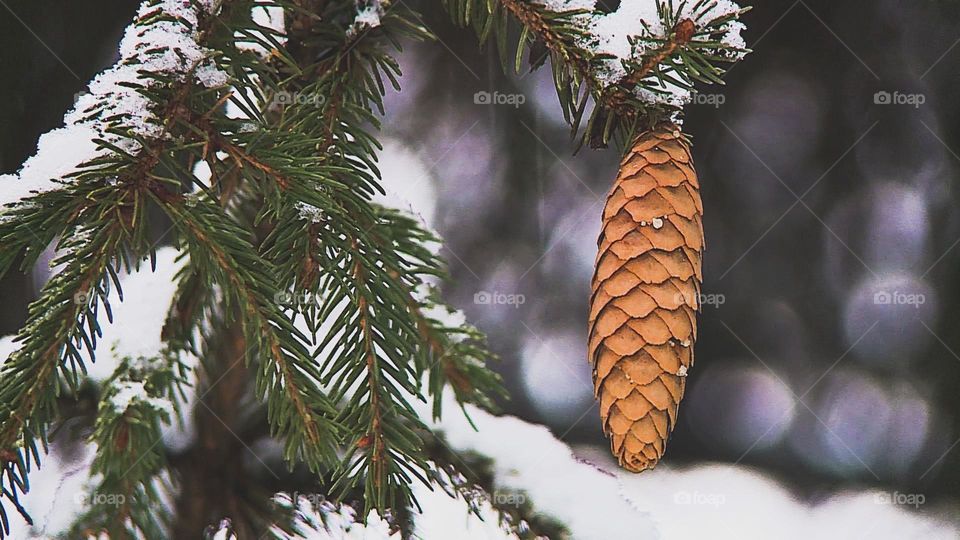 pine cone