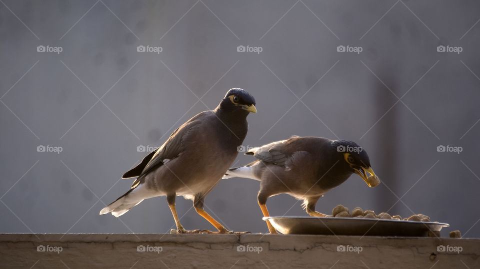 Two mynas, having their everyday breakfast together.