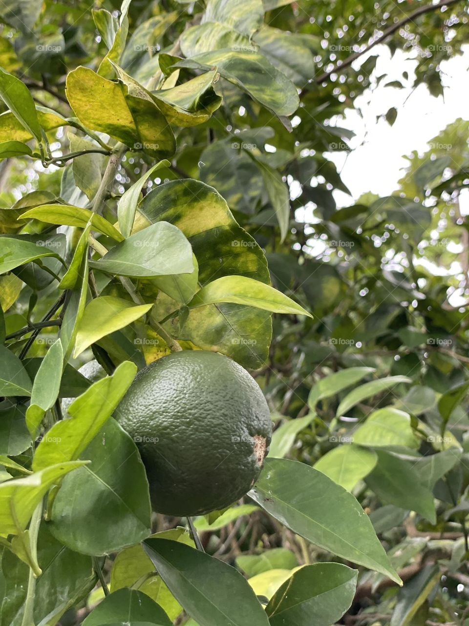 Lime plant 