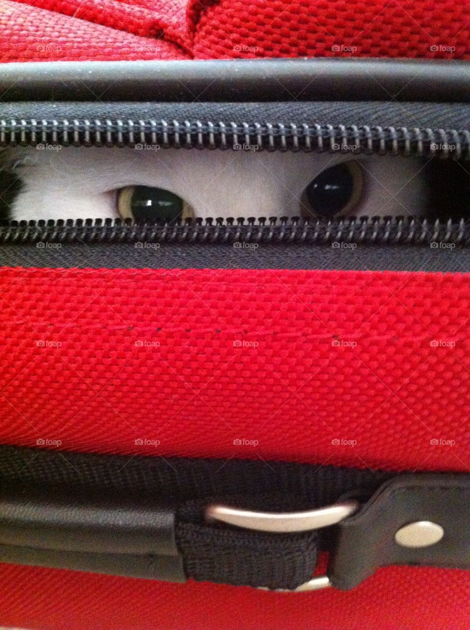 All eyes. Pierre's hiding spot 
