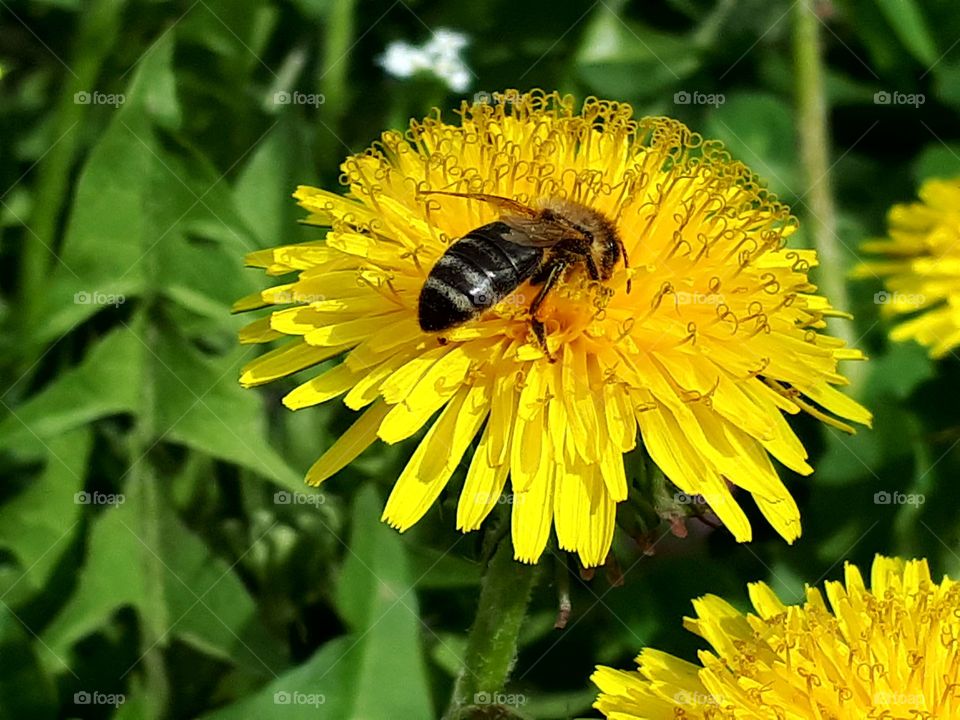 A valuable bee collects pollen and nectar of butterfly flowers in spring.