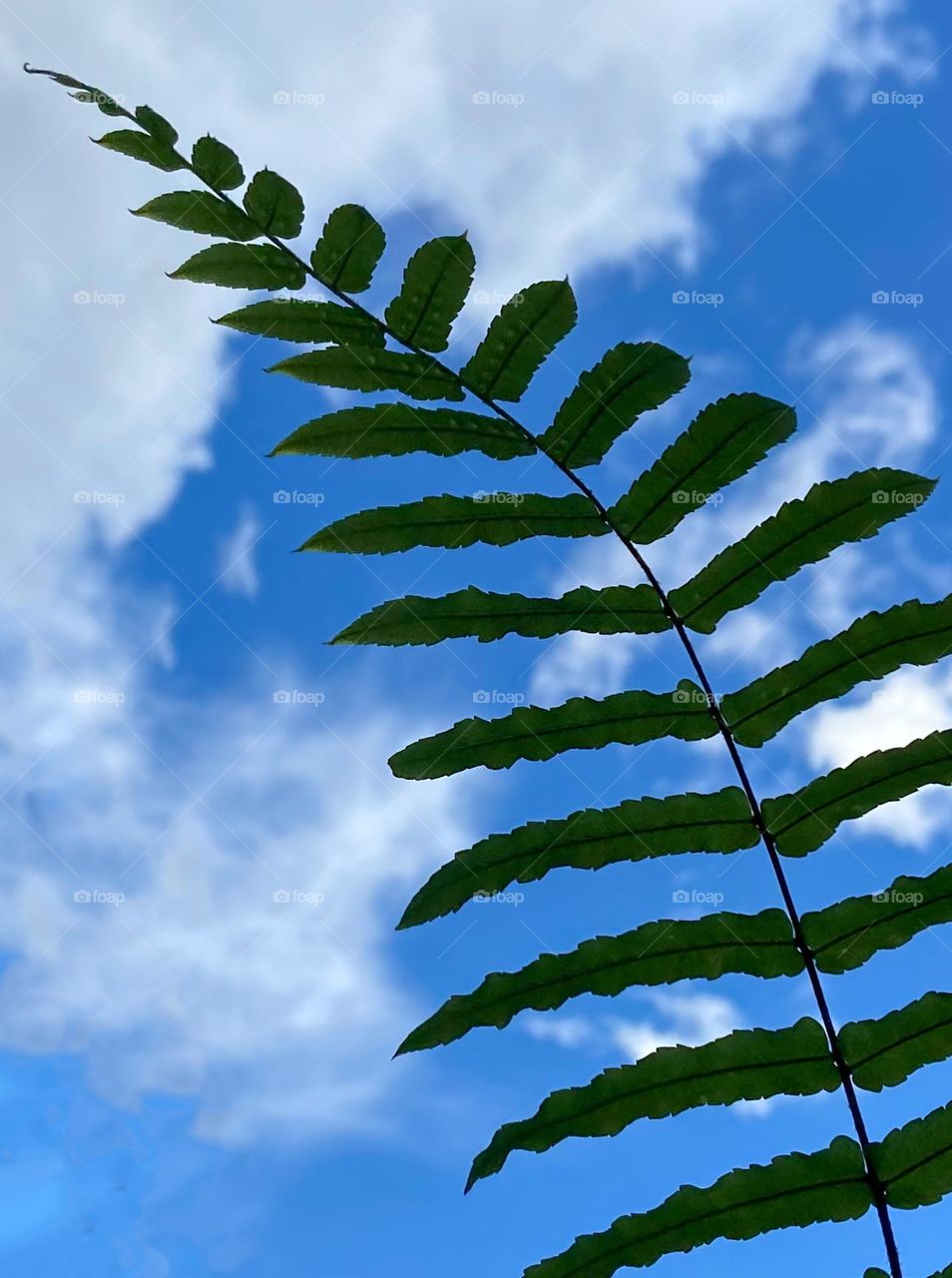 Folha de Samambaia 🌿