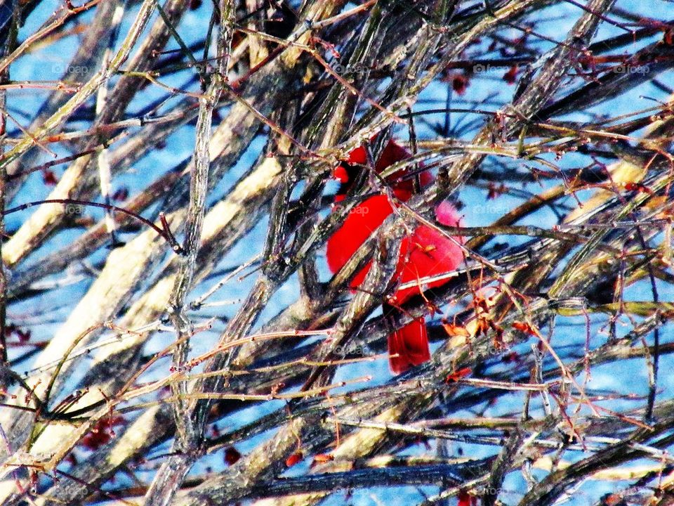 icy cardinal