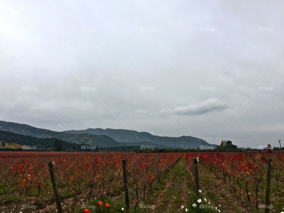 Vineyard in Chile 