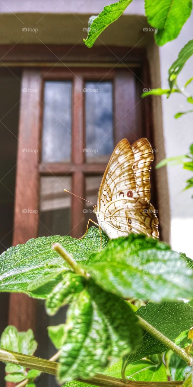 Borboleta