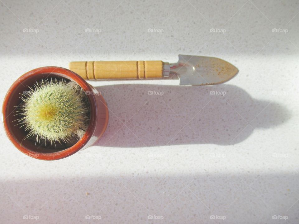 A cactus and a small garden tool in shape of cactus shadow