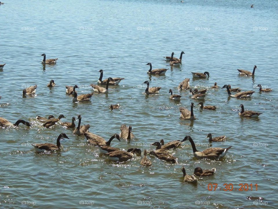 feeding geese