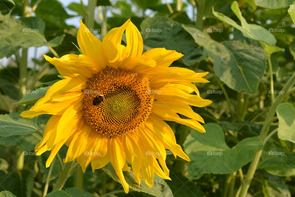 sunflower