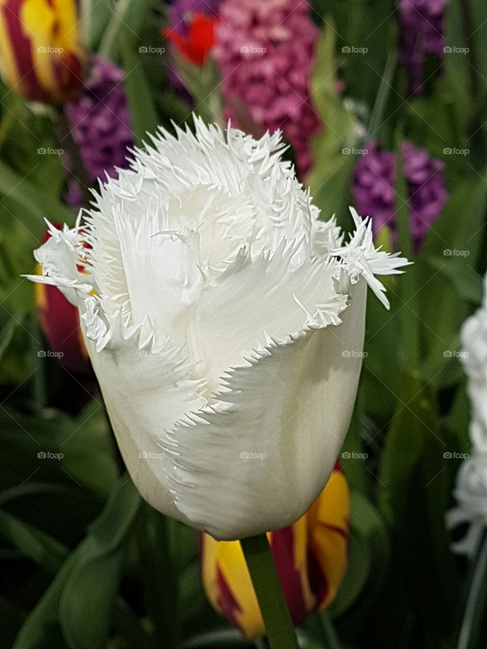 Wedding tulip
