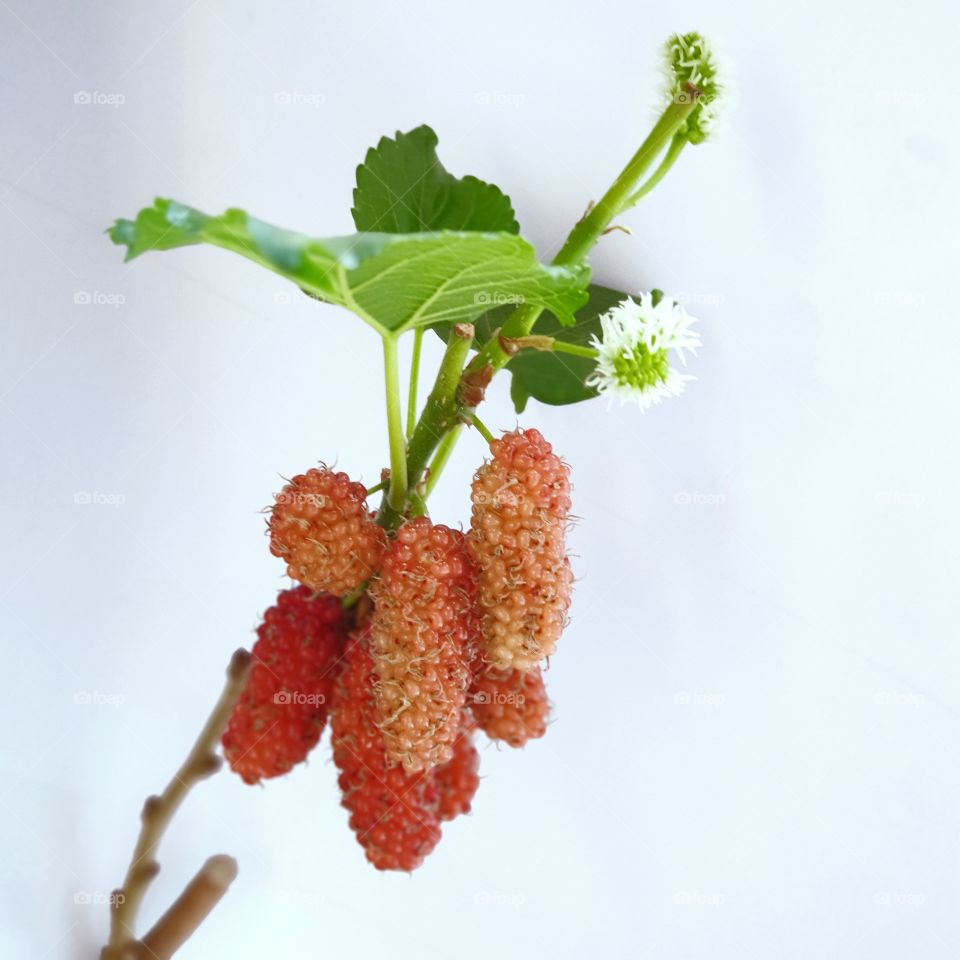 Selective Focus Young Mulberry Friut Isolated On White Background.
