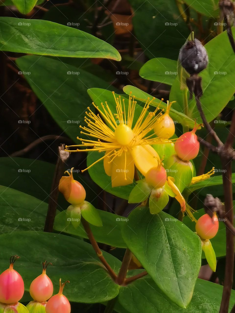 yellow plant
