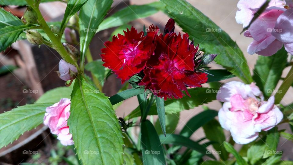 Florezinhas de cores belíssimas.