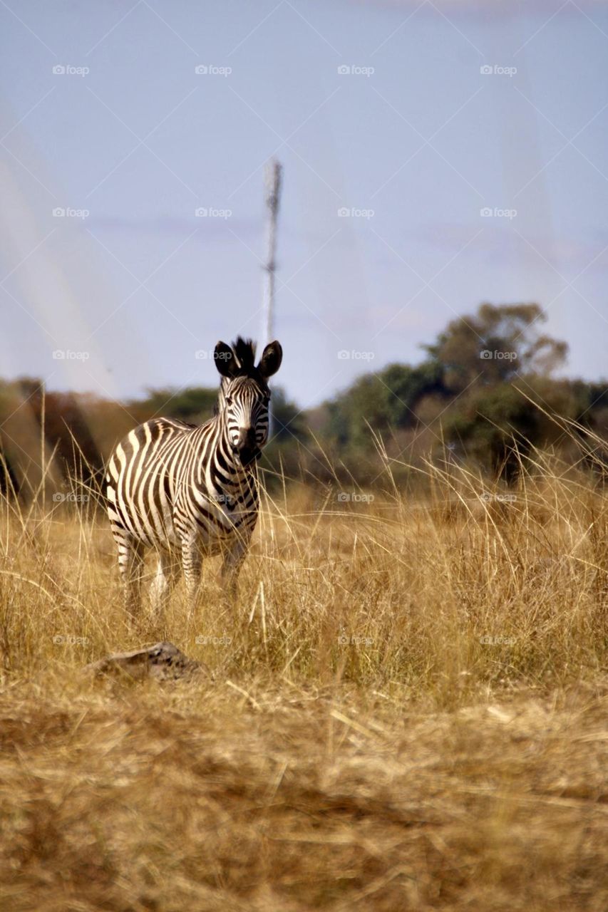 A hazy zebra photo 