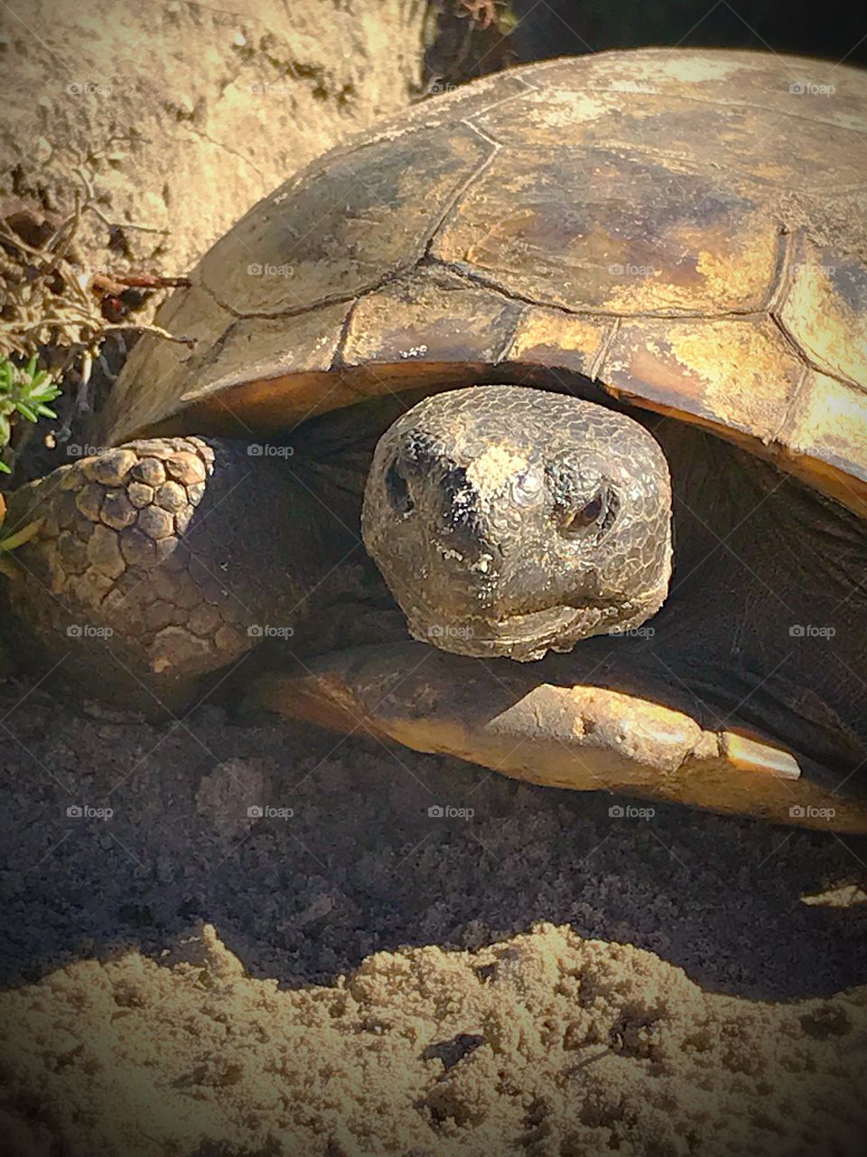 Turtle time - Amelia Island Florida 