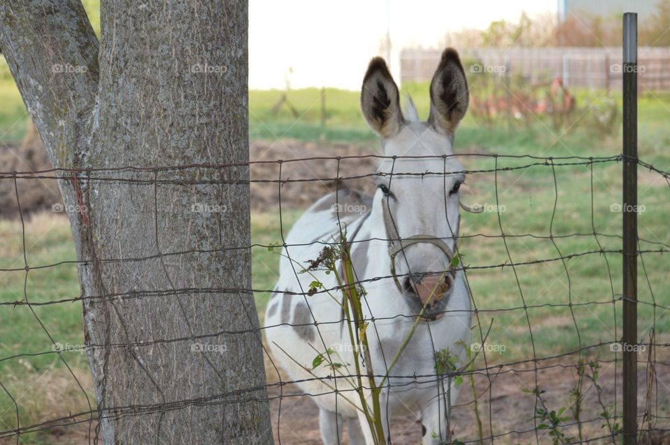 White and tan donkey. 