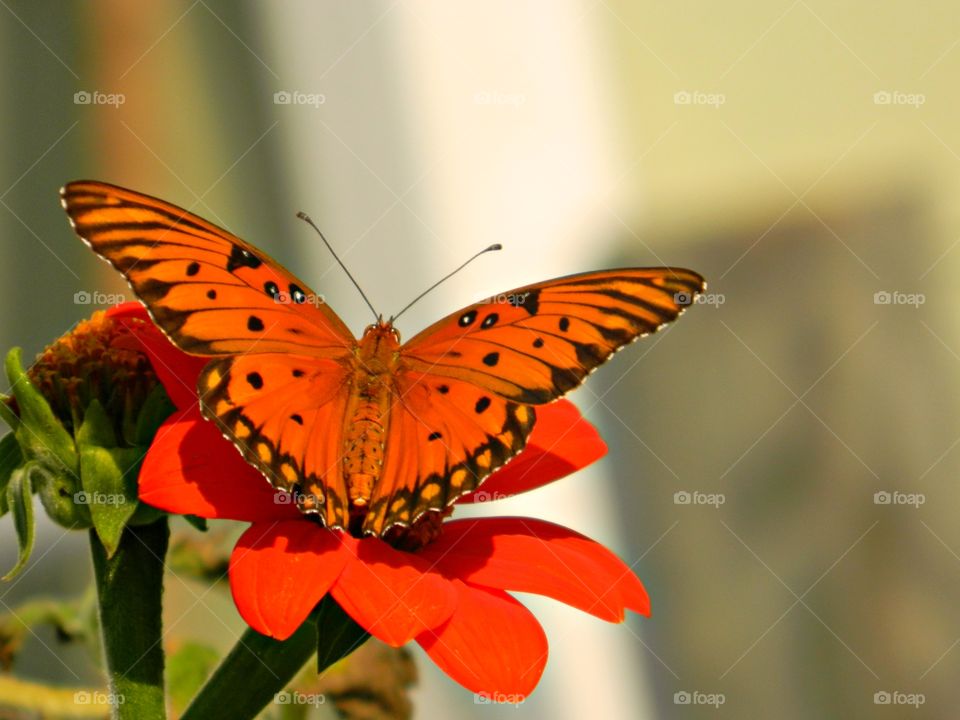 Fall brings the Fritillary butterfly with orange-brown wings that are checkered with black. A orange Fritillary butterfly on an orange swamp daisy. 
