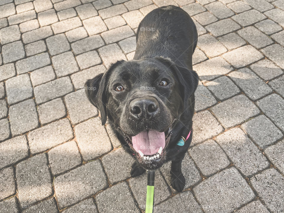 High angle view of a black Labrador retriever on brick 