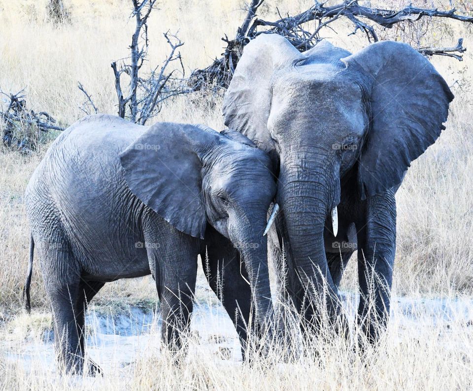 Caprivi wildlife pictures