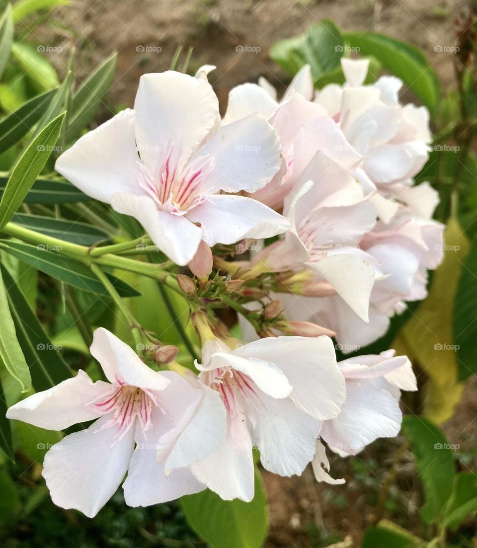 🌺 🇺🇸 Very beautiful flowers to brighten our day.  Live nature and its beauty. Did you like the delicate petals? / 🇧🇷 Flores muito bonitas para alegrar nosso dia. Viva a natureza e sua beleza. Gostaram das pétalas delicadas? 