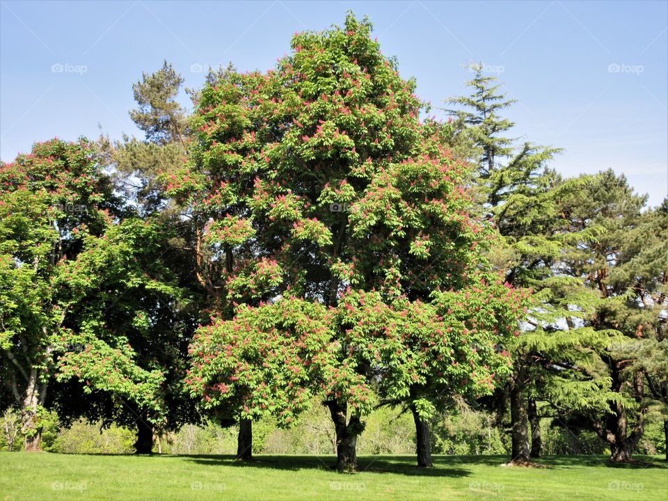 chestnut tree
