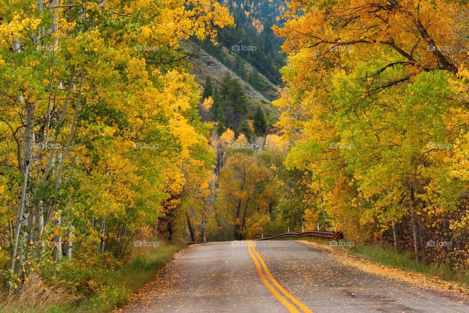 View of autumn during forest