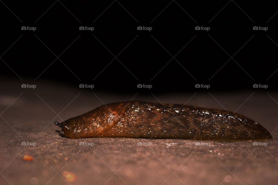 A vulnerable yet beautiful limax in the night.