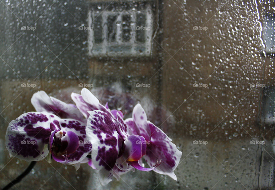 Orchid flowers in a rainy day 2