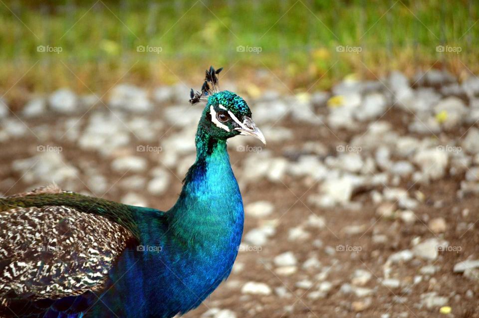 peacock