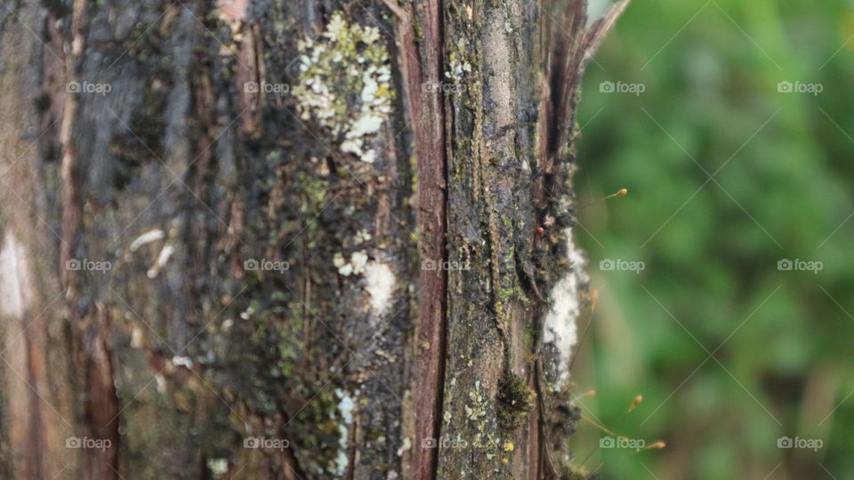 Pinus or tusam is suitable for growing in highland areas. Tusam has the characteristics of a cracked stem