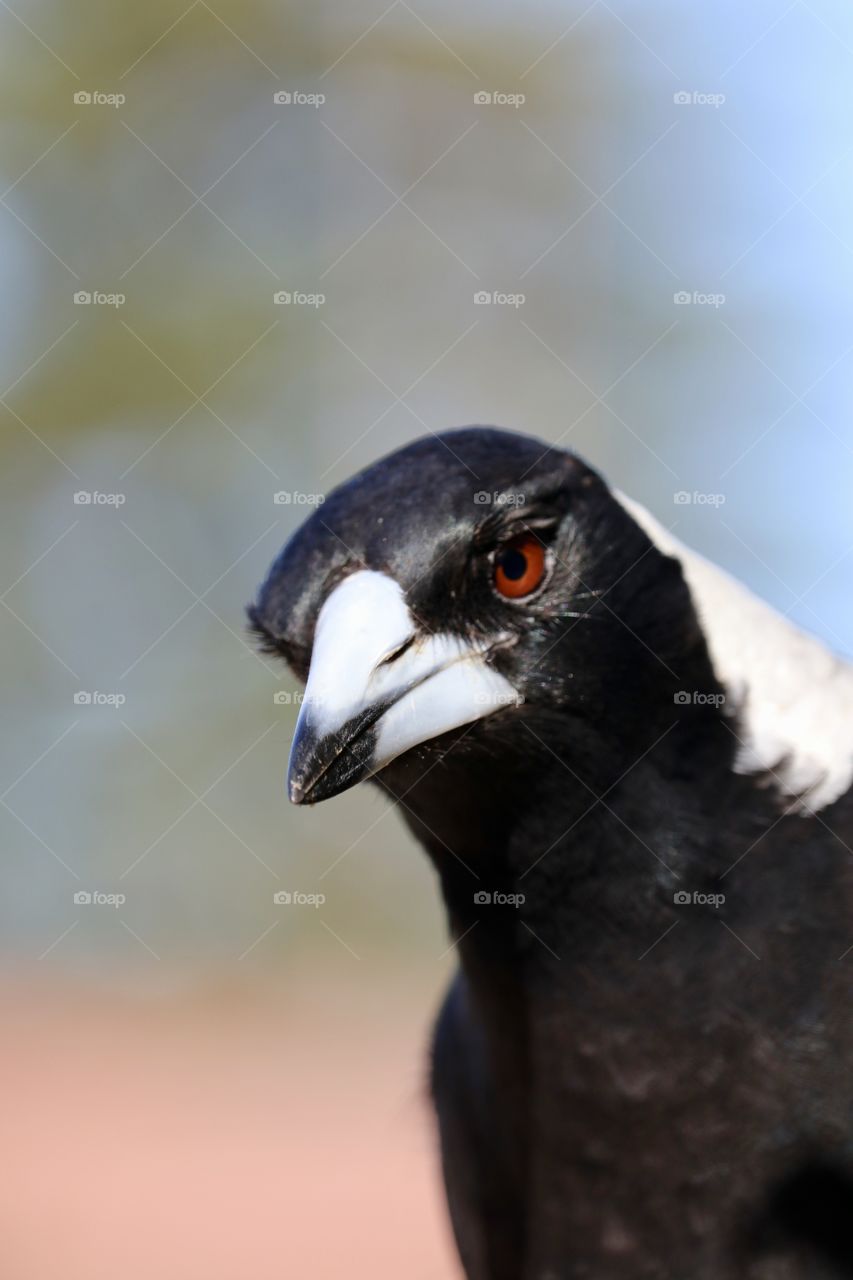 Intensity, front view closeup wild magpie bird head shot 