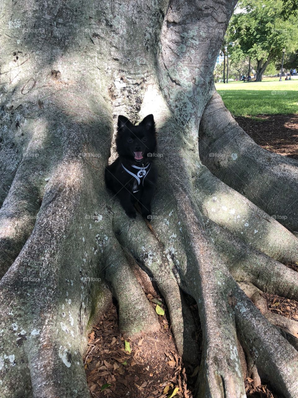Black Pomeranian dog in tree