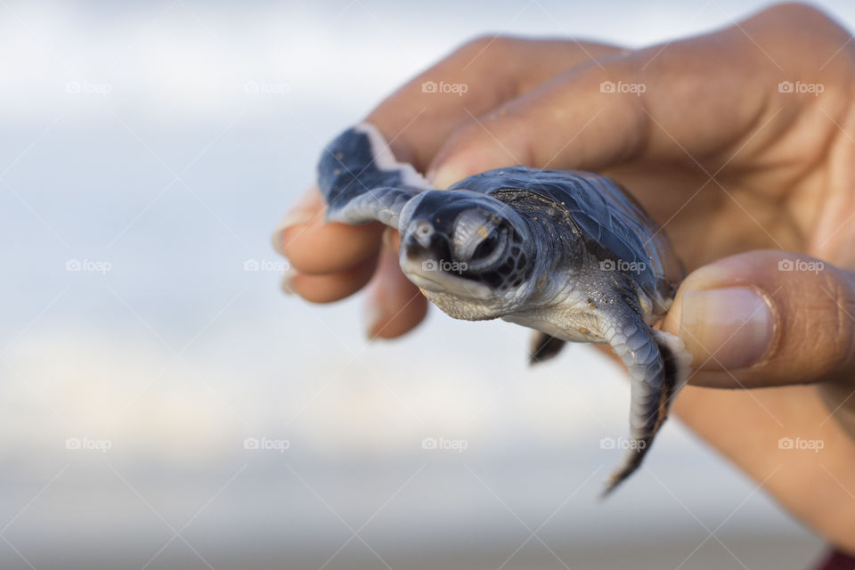 Baby Turtle at Sukamade National Park