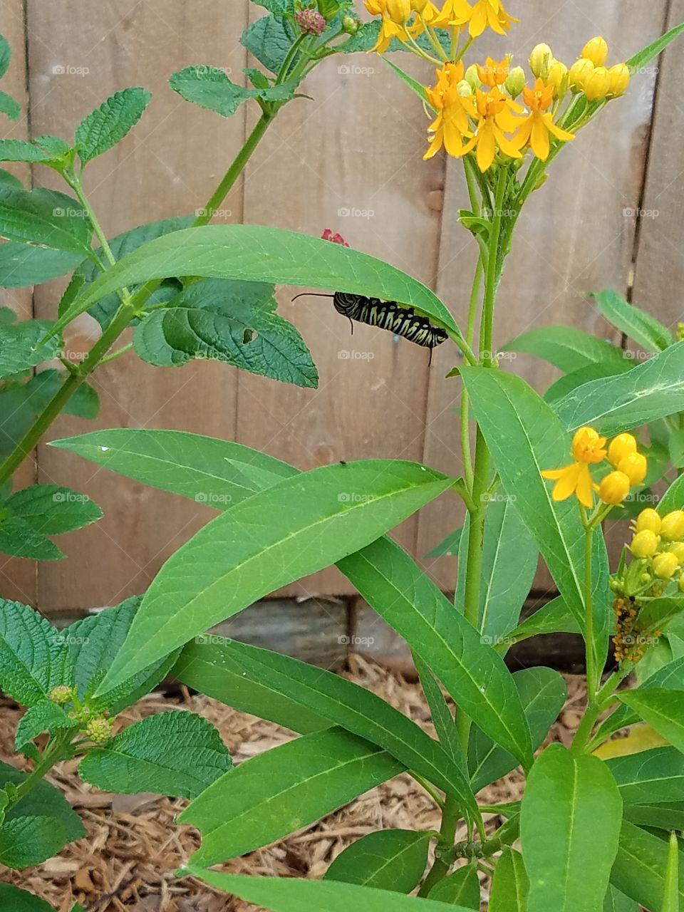 Monarch caterpillar filling up for its metamorphosis