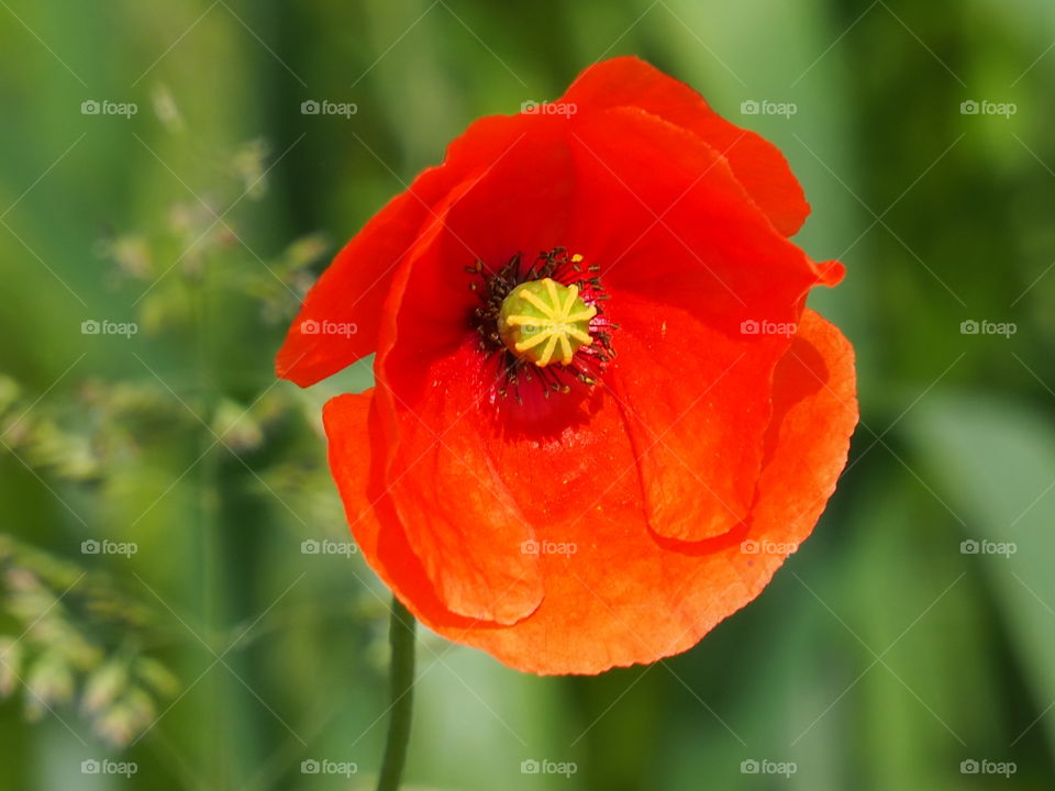 Wild poppy