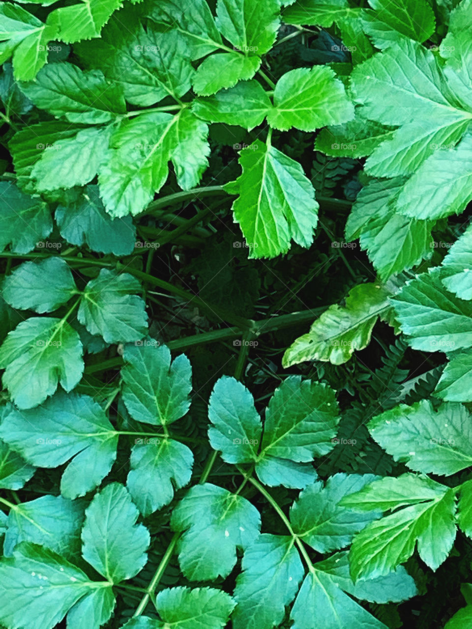 Bright and Positively Sparkling Countryside Fauna and Flora. This example is a real show stopper.