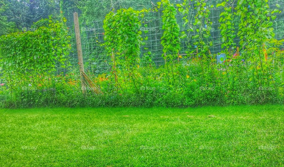 Community Garden. Summer Harvest