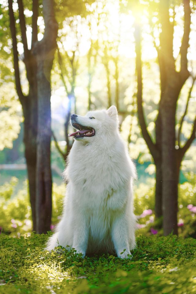 Furry