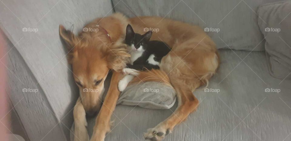 This is comfy! Cat snuggling up with Saluki dog 