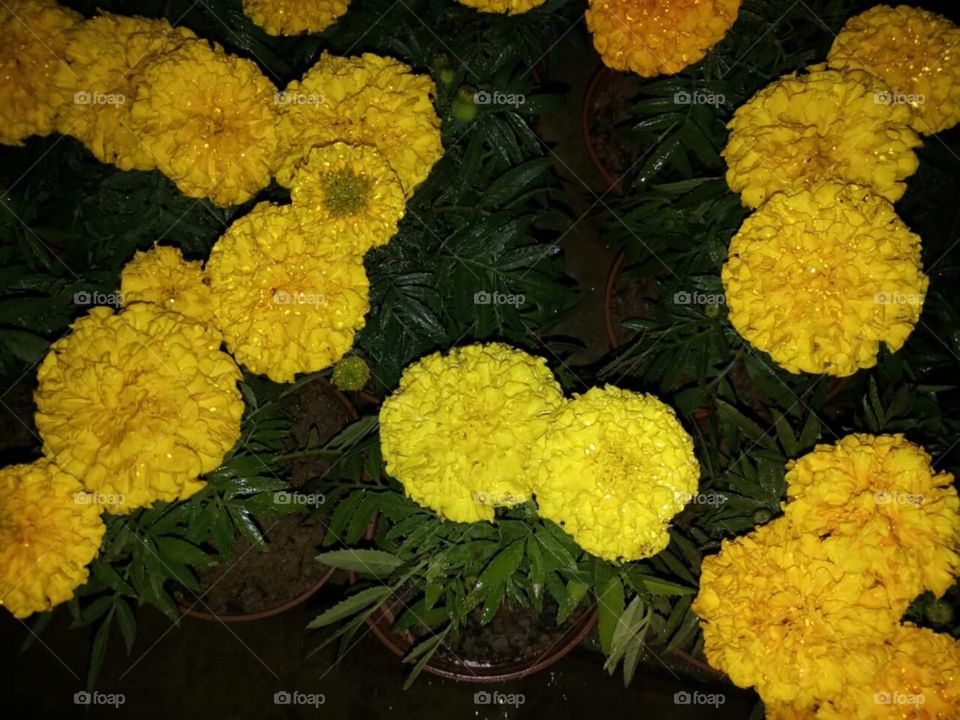 Beautiful yellow Flowers